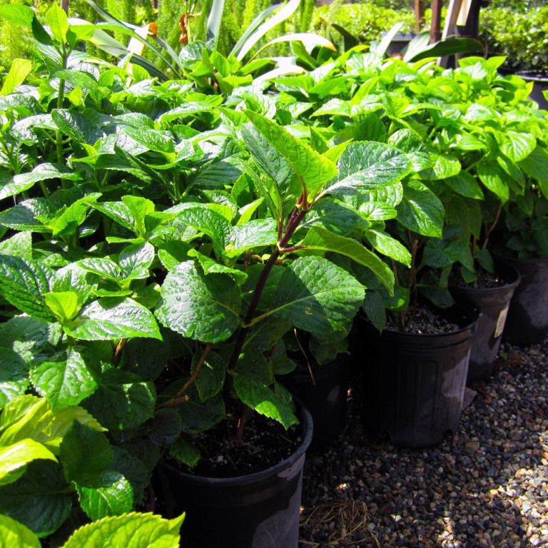 Bigleaf Hydrangea (Pink) - Hydrangea macrophylla