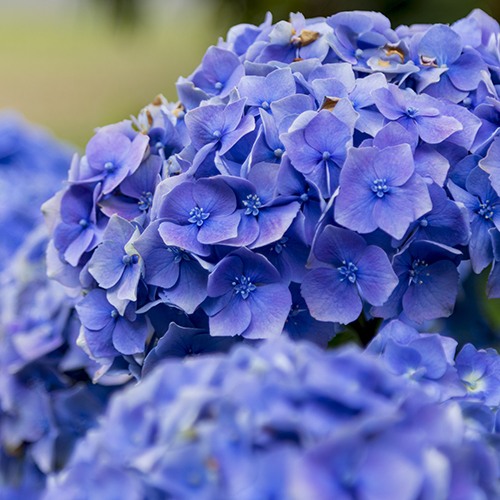 Bigleaf Hydrangea (Pink) - Hydrangea macrophylla