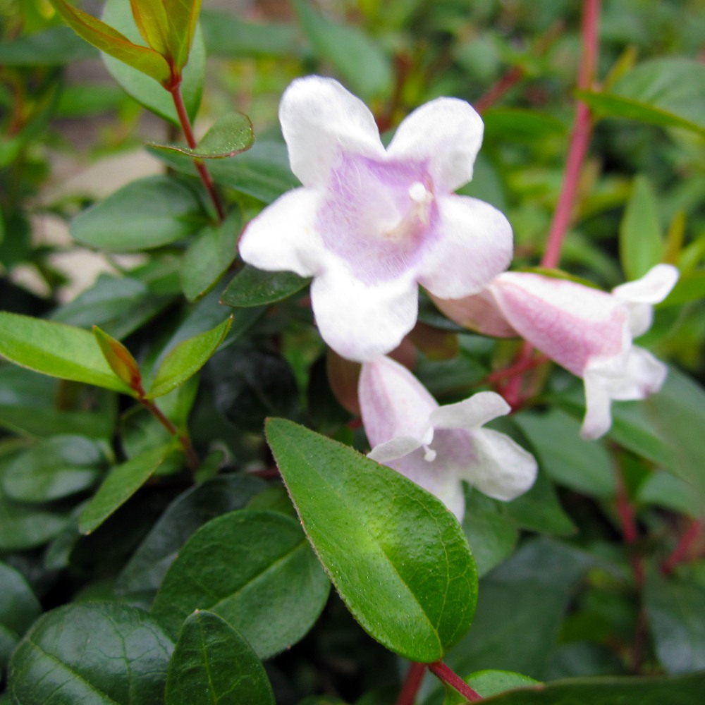 Glossy Abelia - Abelia x grandiflora