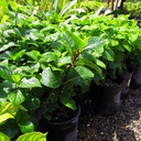 bigleaf-hydrangea-variegated-blue-pink-hydrangea-macrophylla-variegata