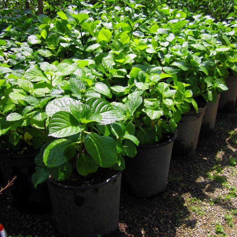 bigleaf-hydrangea-variegated-blue-pink-hydrangea-macrophylla-variegata
