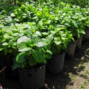 bigleaf-hydrangea-variegated-blue-pink-hydrangea-macrophylla-variegata