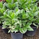 bigleaf-hydrangea-variegated-blue-pink-hydrangea-macrophylla-variegata