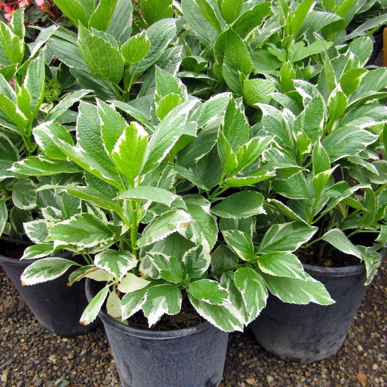 Bigleaf Hydrangea Variegated (Blue/Pink) - Hydrangea macrophylla 'Variegata'