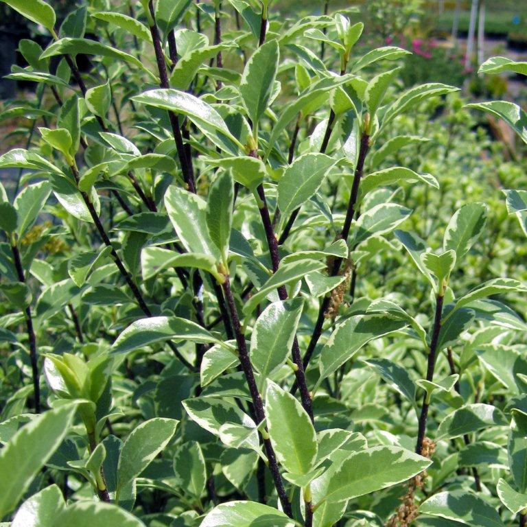 variegated-kohuhu-pittosporum-tenuifolium-marjorie-channon