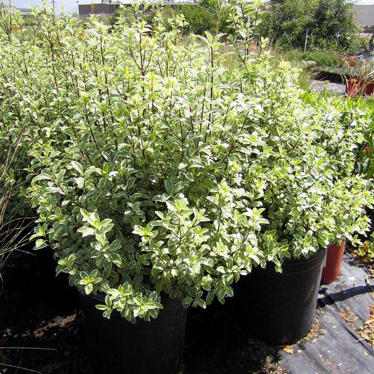 variegated-kohuhu-pittosporum-tenuifolium-marjorie-channon