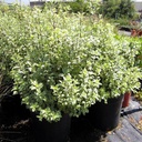 variegated-kohuhu-pittosporum-tenuifolium-marjorie-channon
