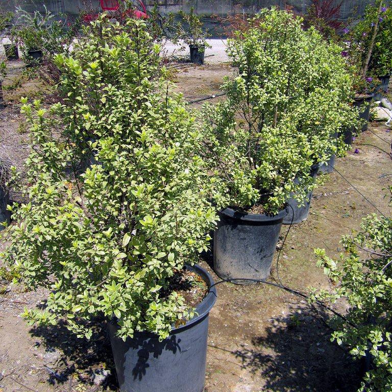 variegated-kohuhu-pittosporum-tenuifolium-marjorie-channon