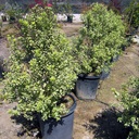 variegated-kohuhu-pittosporum-tenuifolium-marjorie-channon
