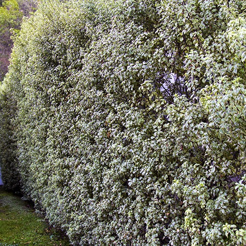 variegated-kohuhu-pittosporum-tenuifolium-marjorie-channon