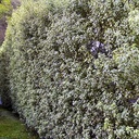 variegated-kohuhu-pittosporum-tenuifolium-marjorie-channon