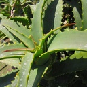 tree-aloe-aloe-arborescens