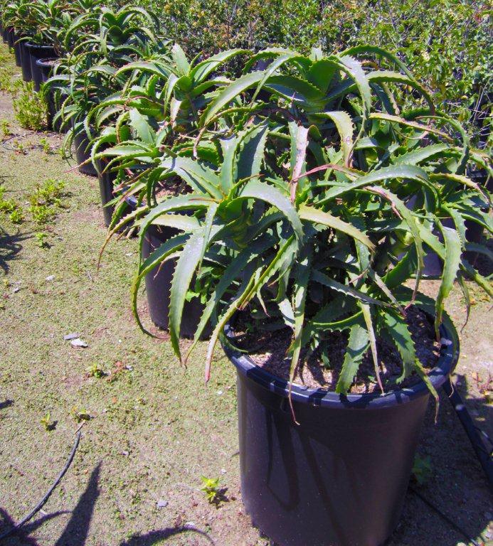 tree-aloe-aloe-arborescens