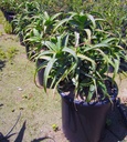 tree-aloe-aloe-arborescens