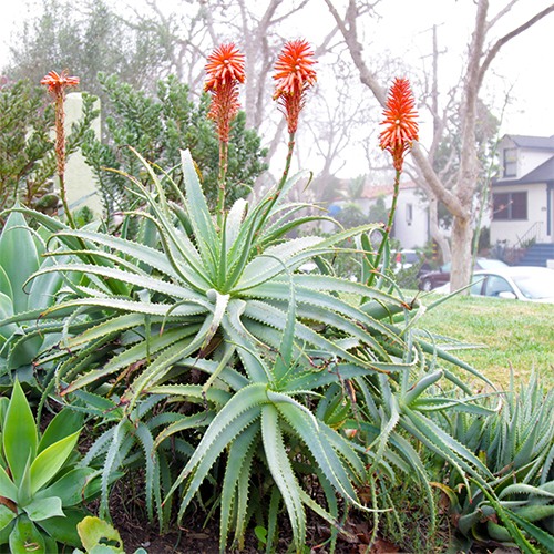 tree-aloe-aloe-arborescens