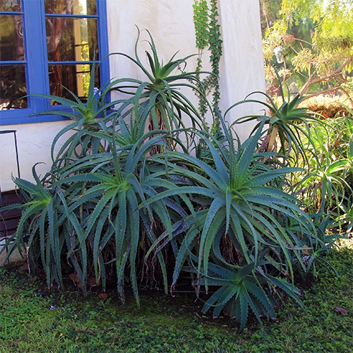 tree-aloe-aloe-arborescens