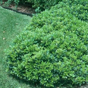 mock-orange-pittosporum-tobira