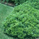 mock-orange-pittosporum-tobira