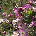 round-leaf-tea-tree-leptospermum-rotundifolium