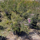 round-leaf-tea-tree-leptospermum-rotundifolium