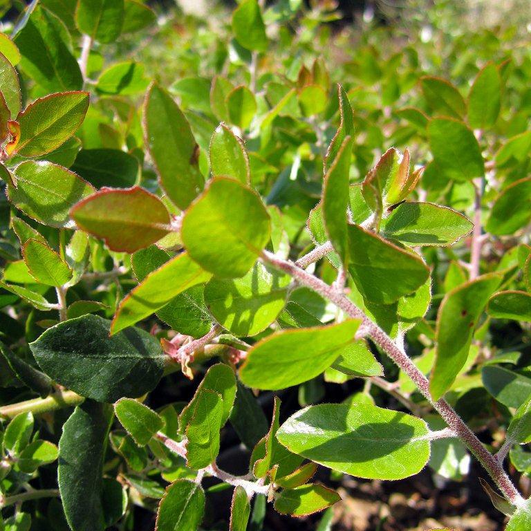 manzanita-arctostaphylos-sunset