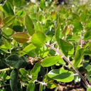 manzanita-arctostaphylos-sunset