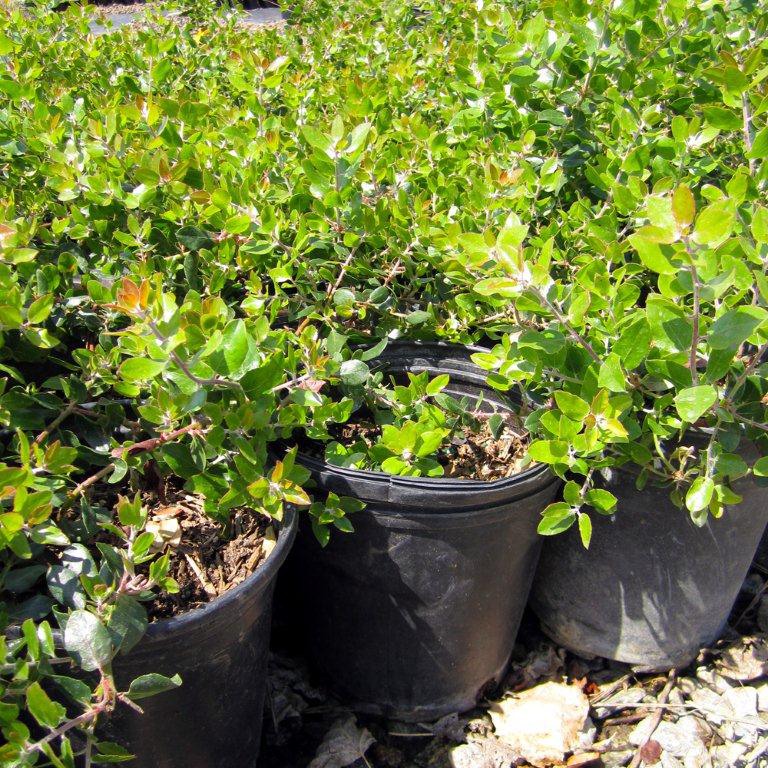 variegated-mock-orange-pittosporum-tobira-variegata