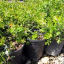 variegated-mock-orange-pittosporum-tobira-variegata