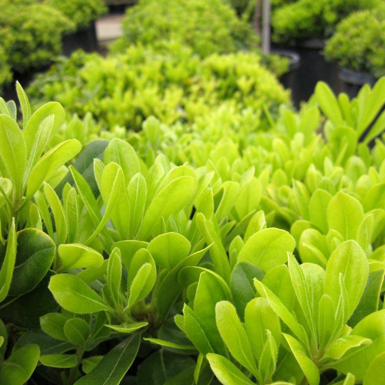 Variegated Mock Orange - Pittosporum tobira 'Variegata'