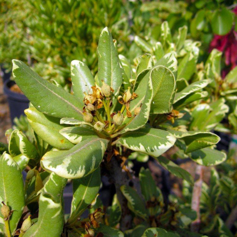 Variegated Mock Orange - Pittosporum tobira 'Variegata'