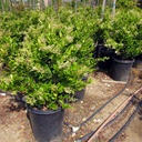 waxleaf-privet-on-stake-ligustrum-japonica-texanum