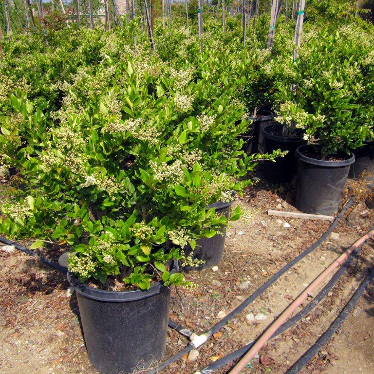 Waxleaf Privet (On Stake) - Ligustrum japonica 'Texanum'
