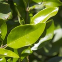 waxleaf-privet-on-stake-ligustrum-japonica-texanum