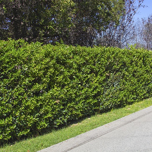 Waxleaf Privet (On Stake) - Ligustrum japonica 'Texanum'