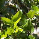 waxleaf-privet-on-stake-ligustrum-japonica-texanum