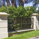 waxleaf-privet-on-stake-ligustrum-japonica-texanum
