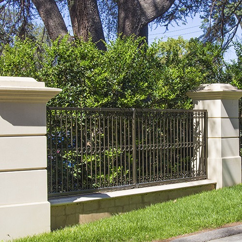 Waxleaf Privet (On Stake) - Ligustrum japonica 'Texanum'