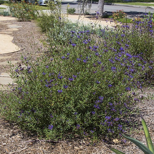cleveland-sage-salvia-clevelandii