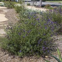 cleveland-sage-salvia-clevelandii