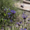 cleveland-sage-salvia-clevelandii