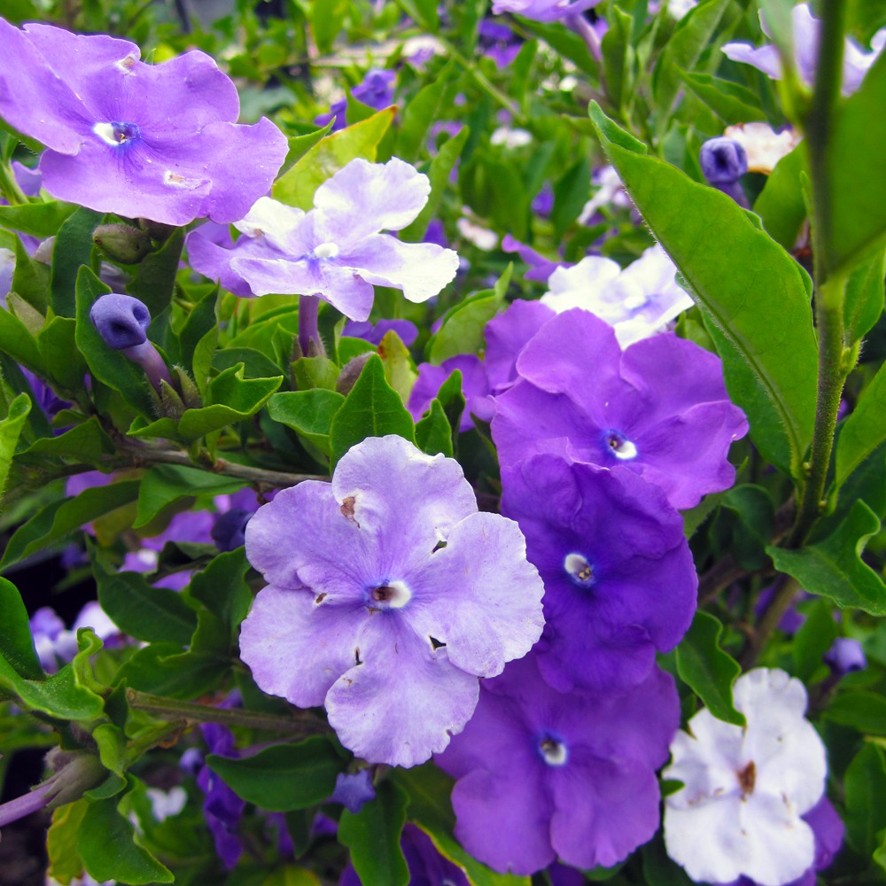 yesterday-today-and-tomorrow-brunfelsia-pauciflora