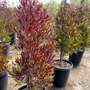 purple-hopseed-bush-dodonaea-viscosa-purpurea