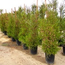 purple-hopseed-bush-dodonaea-viscosa-purpurea