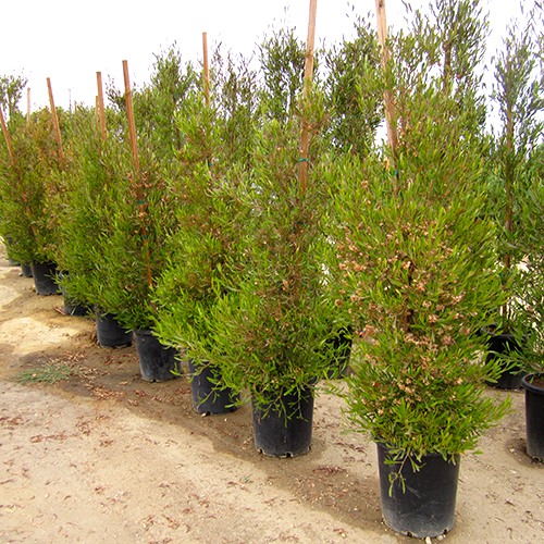 Purple Hopseed Bush - Dodonaea viscosa 'Purpurea'