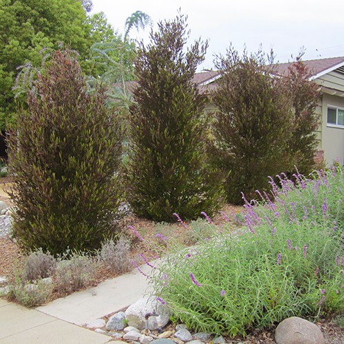 Purple Hopseed Bush - Dodonaea viscosa 'Purpurea'
