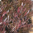 purple-hopseed-bush-dodonaea-viscosa-purpurea