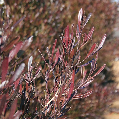 Purple Hopseed Bush - Dodonaea viscosa 'Purpurea'