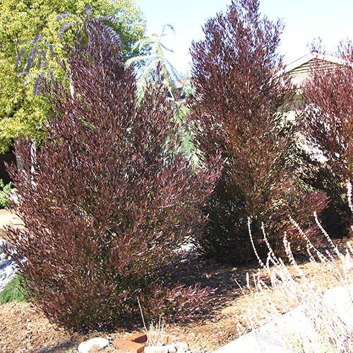 Purple Hopseed Bush - Dodonaea viscosa 'Purpurea'