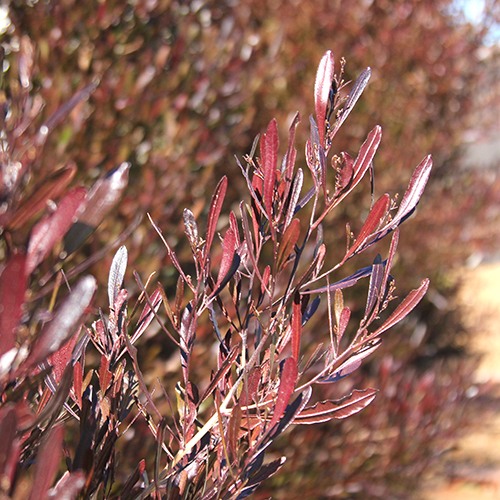 Purple Hopseed Bush - Dodonaea viscosa 'Purpurea'