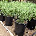 midnight-mexican-sage-salvia-leucantha-midnight
